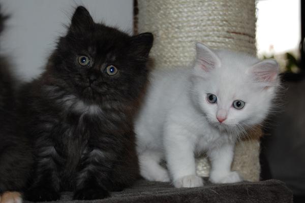 Tamani und Takari.JPG